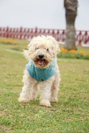 AQUILES