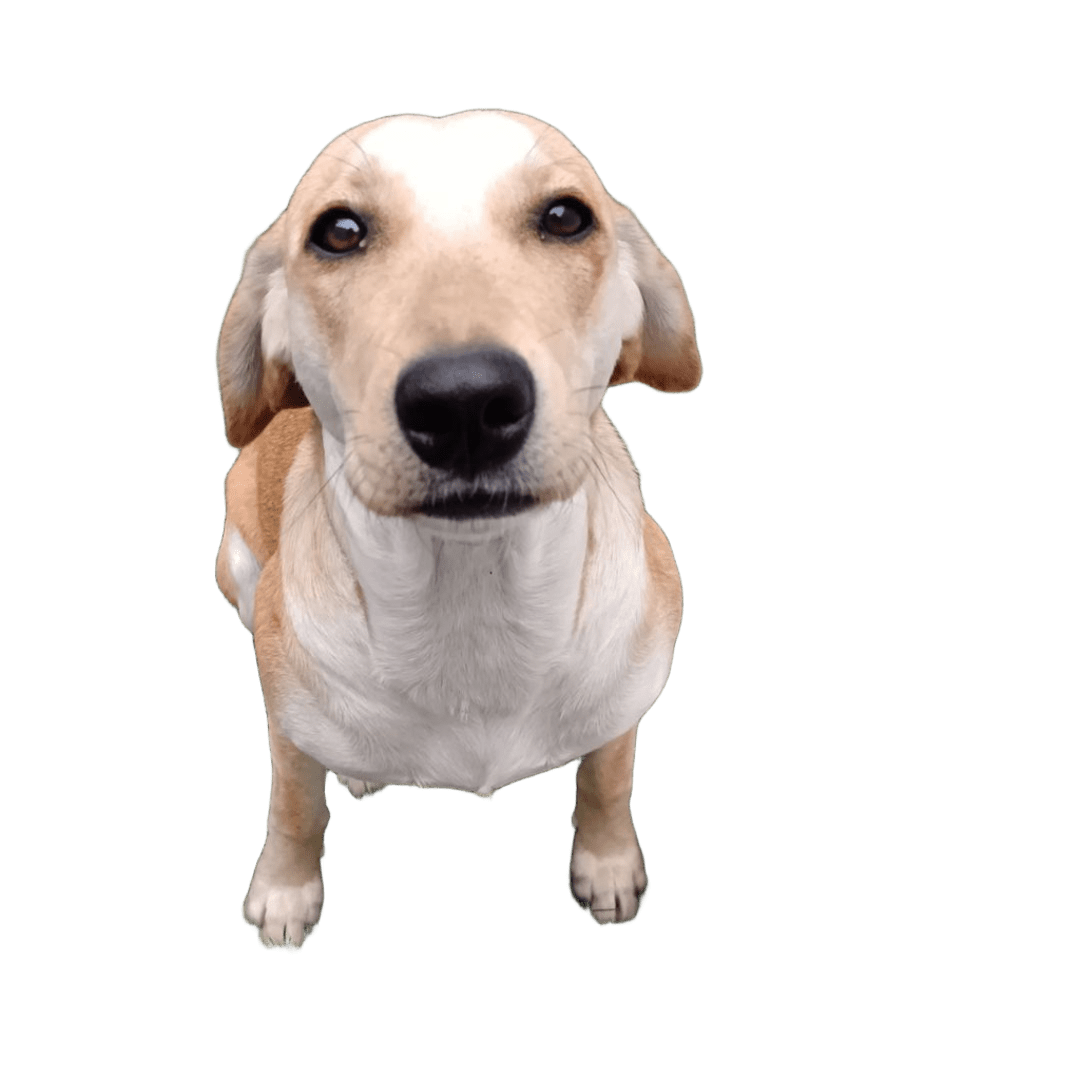 Perro en adopción